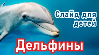 🔴ОЧЕНЬ интересный СЛАЙД - ДЕЛЬФИНЫ / Христианский Слайд для детей