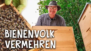 Bienenvolk vermehren! 🐝 -  so funktioniert das Prinzip "teilen und behandeln"