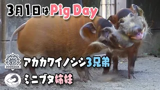 【National Pig Day】3月1日はブタの日♪横浜在住アカカワイノシシ３兄弟とミニブタ姉妹 Red River Hog, Miniature Pig
