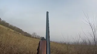 Pheasant hunting in Ohio