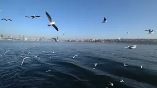 Турция.Стамбул.Январь.Чайки.Плыву на остров Бургазада.