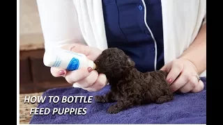 How to Bottle Feed Puppies Esbilac