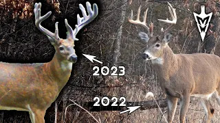 Preparing To Bowhunt A Giant Missouri Buck, First Shooter Encounter Of 2023 | Midwest Whitetail