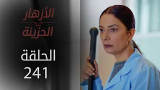 مسلسل الأزهار الحزينة | الحلقة 241 - الموسم الثاني