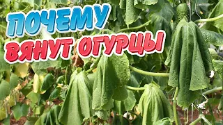 Почему вянут огурцы?