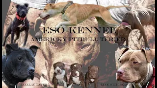 American Pitbull terrier - Conformation show SLOVAKIA 2021