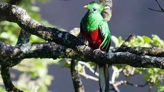 The World's Most Beautiful Bird Quetzal