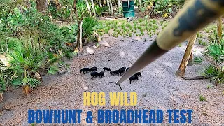 "HOG WILD" Florida BOWHUNT & BROADHEAD TEST