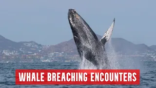 Whale Breaching Encounters - For Your Pure Enjoyment