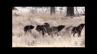 Leo Rojas - Der mit dem Wolf tanzt