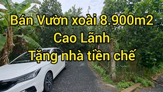 Bán vườn xoài 8.900m2 tặng nhà tiền chế giá tốt | Huyện Cao Lãnh