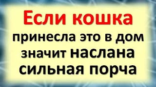 Если кот или кошка принесли это в дом, значит наслана сильная порча