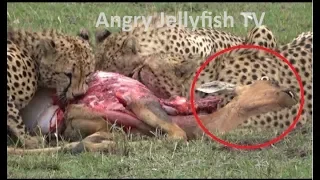 #24 UNCENSORED 18+ eaten ALIVE - Cheetahs eating alive Topi brutally- Screaming live feeding