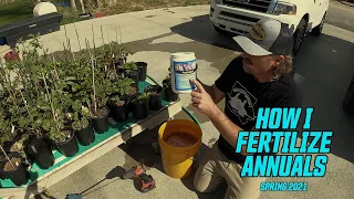 How I fertilize my annual plants and Dahlias