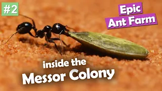 EPIC Ant Farm! Messor Barbarus Episode #2