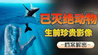 5個已滅絕動物生前珍貴影像，最後一種動物的滅絕實在令人惋惜