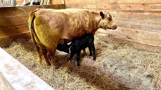 Dexter Cattle Calving | Part 2: First calf of 2022!