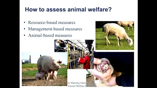 Professor Cathy Dwyer - Welfare of Farm Animals:  Welfare Assessment and Ethical Dilemmas
