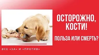 ОСТОРОЖНО, кости ! Кости для собак: все «за» и «против».  Опасны ли кости?  Как давать кости собаке