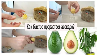 Как прорастить косточку от авокадо? 100%