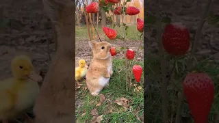 кролик кушает клубнику