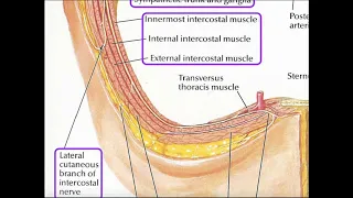 Details of the Intercostal Arteries and Nerves