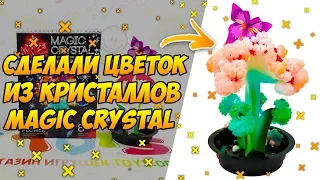 Как Вырастить Кристаллы | Сделали 🌺 Цветок из Кристаллов MAGIC CRYSTAL OMC 01 01