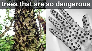 trees that are so dangerous, you should never touch them