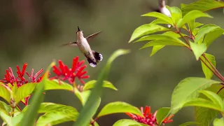 Slow motion video of hummingbirds foraging and sparring