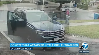 Coyote seen in video attacking Woodland Hills girl has been euthanized