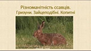 Біологія. Тварини. Різноманітність ссавців. Гризуни. Зайцеподібні. Копитні