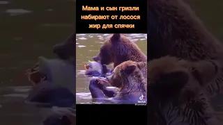 медведи едят рыбу