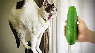 Funny Dogs And Cats Videos 2023 🐶 - Best Funniest Animal Videos Of The Month #6