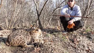 How to RELEASE a BOBCAT from a FOOTHOLD TRAP (With a Catch Pole)