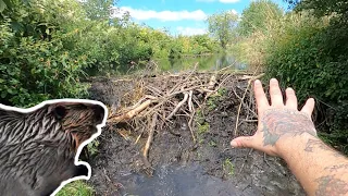 HUGE MOTHER BEAVER DAM REMOVAL