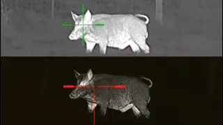 Thermal Drone for Hogs? Hunting with UNV