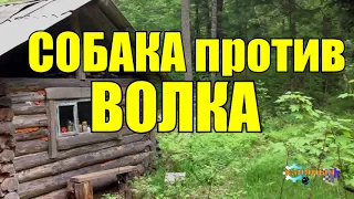 ХОЗЯИН ПРЕДАЛ СОБАКУ | ВОЛЧЬЯ СТАЯ ПРОТИВ СОБАК | ЖИЗНЬ В ТАЙГЕ