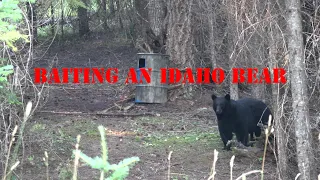 Baiting an Idaho Bear