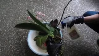 Новинка!Как правильно обработать цветущую орхидею Фаленопсис! Трипсы-гады, мучнистый червец,щитовка!