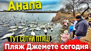 #АНАПА  - НАЧАЛСЯ СЕЗОН ДОЖДЕЙ! СОТНИ ЛЕБЕДЕЙ ПРИПЛЫЛИ К ЛЮДЯМ. ПЛЯЖ ДЖЕМЕТЕ - ЧТО СТАЛО С ПИРСОМ?