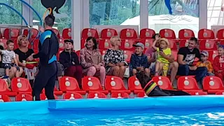 Шоу морского котика в дельфинарии НЕМО, Минск