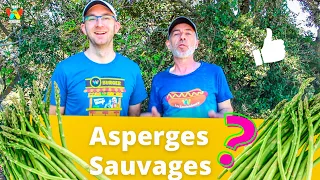 Comment reconnaître et trouver les asperges sauvages | Asparagus Acutifolius | #57