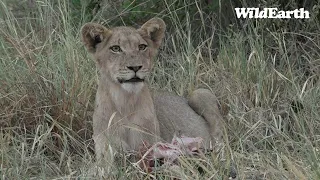 WildEarth - Sunrise  Safari - 27 Jan 2023