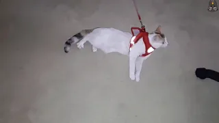 Cats Who HATE Leashes! (A Compilation)