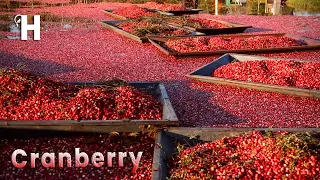 Harvest Billions of Cranberries - Amazing Cranberry Farming, Processing  - Agriculture Technologies