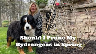 Should I Prune My Hydrangeas in Spring