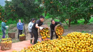 Villagers helping to harvest oranges, Sell oranges to trader to make money to build house, Ep34