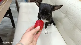 Чихуахуа и клубника 🍓.Не залетела)