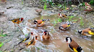 Bird videos. with sounds that makes the goldfinch sing everywhere without stopping
