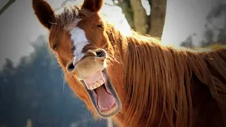 Funny Horses 🐴🐴 Funny Horses Moments And Fails (Part 2) [Funny Pets]